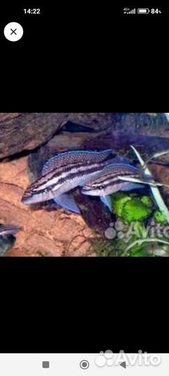 Танганьика