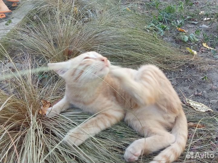Котик рыжий симбочка