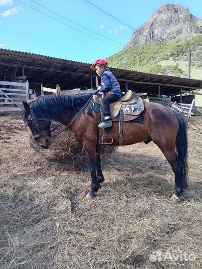 Лошадь мерин, жеребец, жеребкчики