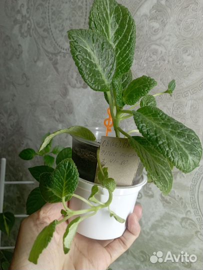 Эписция - светящийся цветок