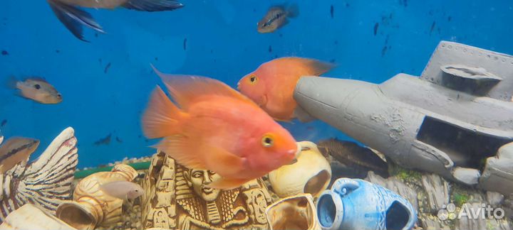 Рыба растения улитки декорации