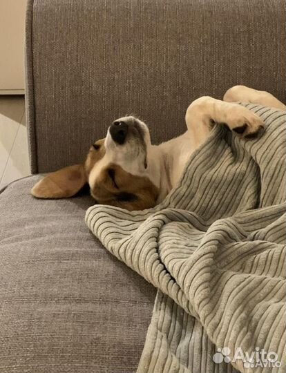 Зоогостиница передержка догситтер