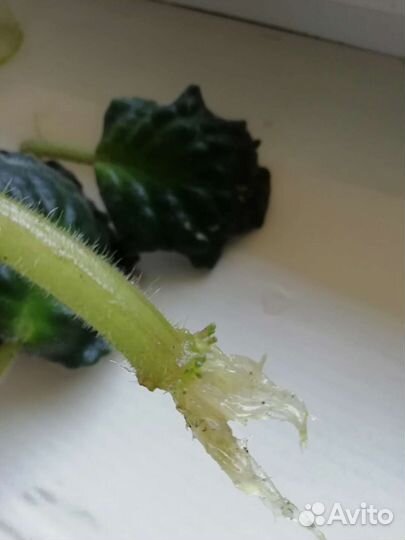 Фиалки разные листья с корешками