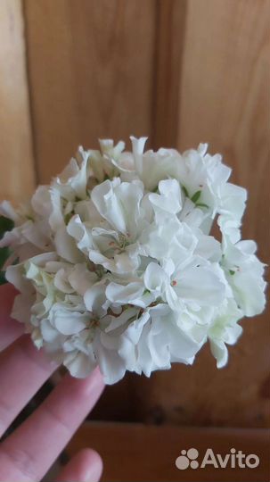 Пеларгони. Герань. Обмен