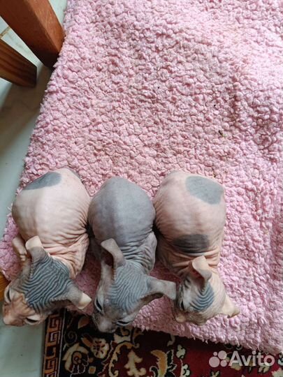 Донской сфинкс Украинский левкой