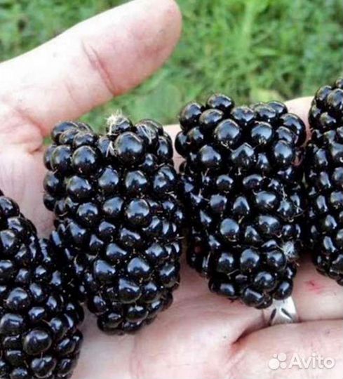 Ежевика блэк сатин