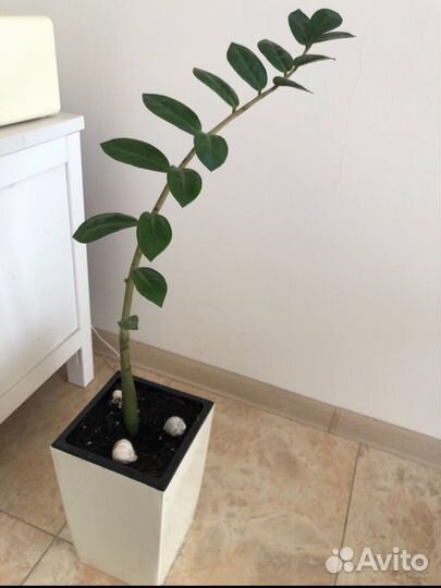 Замиокулькас (долларовое дерево )