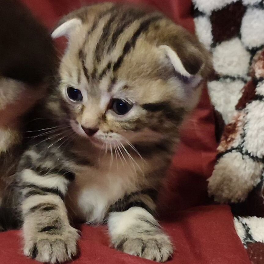 Шотландские вислоухие котята шиншилла