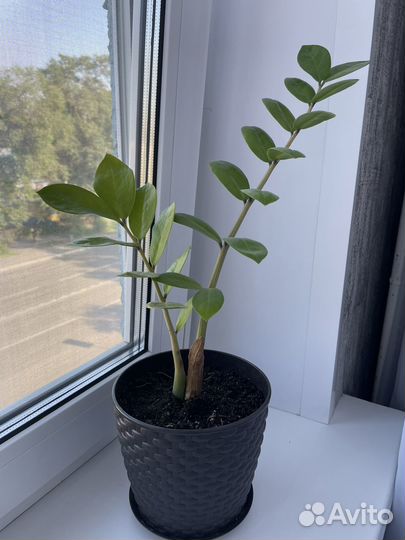 Замиокулькас долларовое дерево