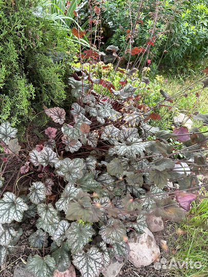 Саженцы гейхеры