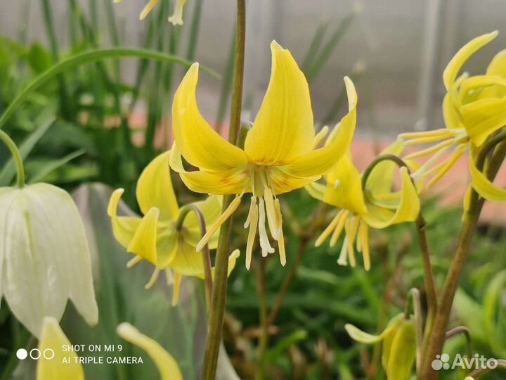 Кандык жёлтый, ирис бородатый вабаш шоколадница