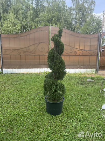 Туя смарагд -спираль