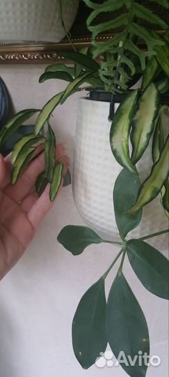 Хойя, сингониум