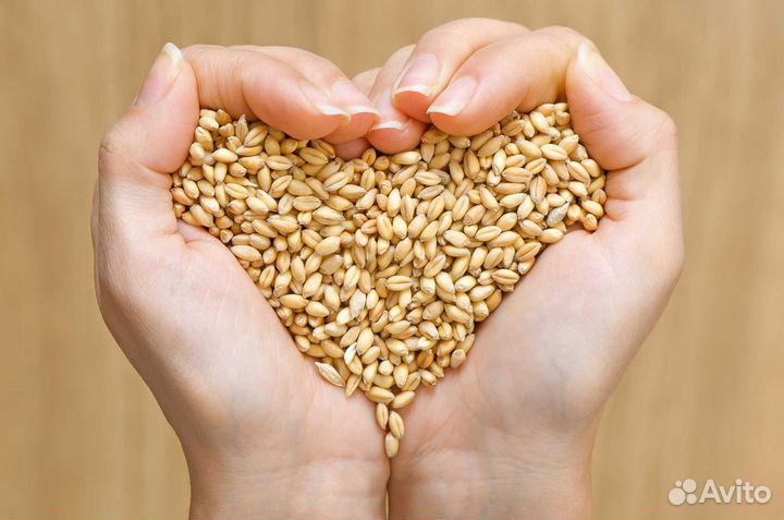 Пшеница и Ячмень