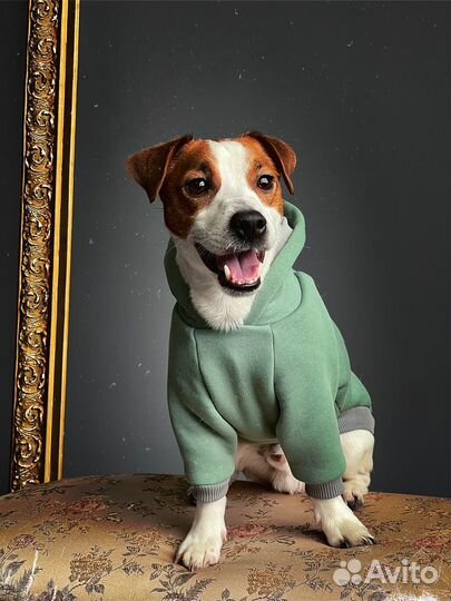 Джек Рассел терьер для вязки