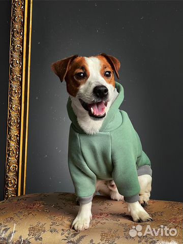 Джек Рассел терьер для вязки