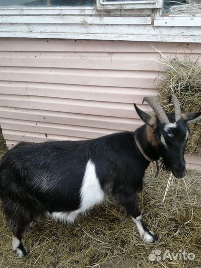 Козы дойные