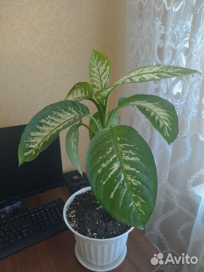 Диффенбахия