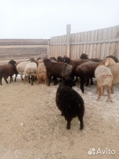 Баран на племя