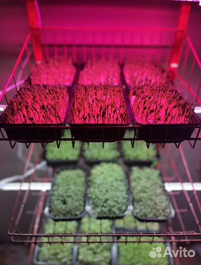 Свежий горох зелень