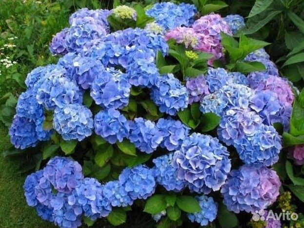 Гортензия крупнолистная голубая, Розовая