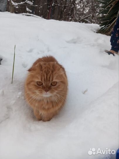 Вязка кошки