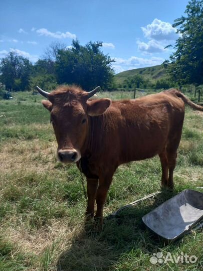 С/х Животное