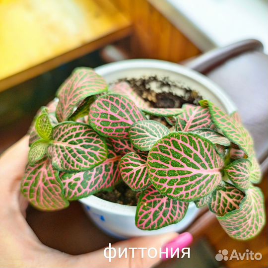 Комнатные растения цветы