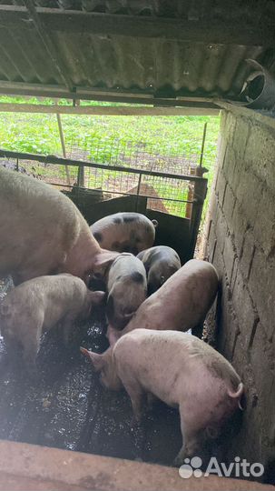 Поросята