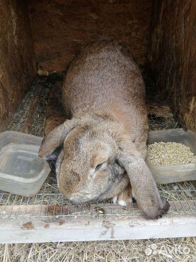 Французский баран