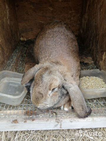 Французский баран