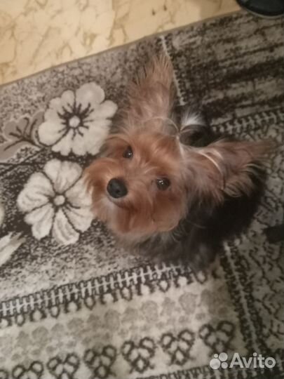 Случка, мальчик