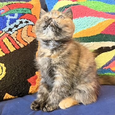 Экзотический короткошёрстный котёнок