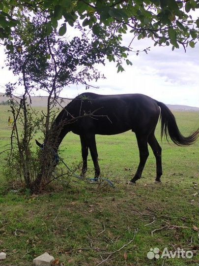 Карачаевский жеребец