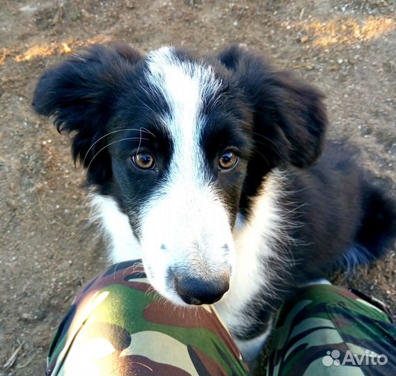 Бордер колли щенок
