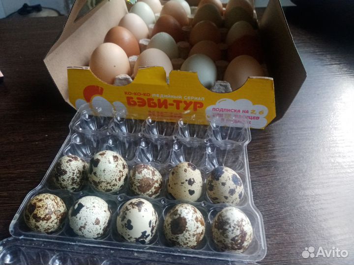 Перепелки несушки