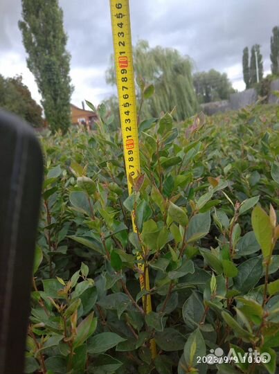 Саженцы кизильника