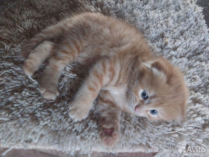 Вислоухая апельсинка