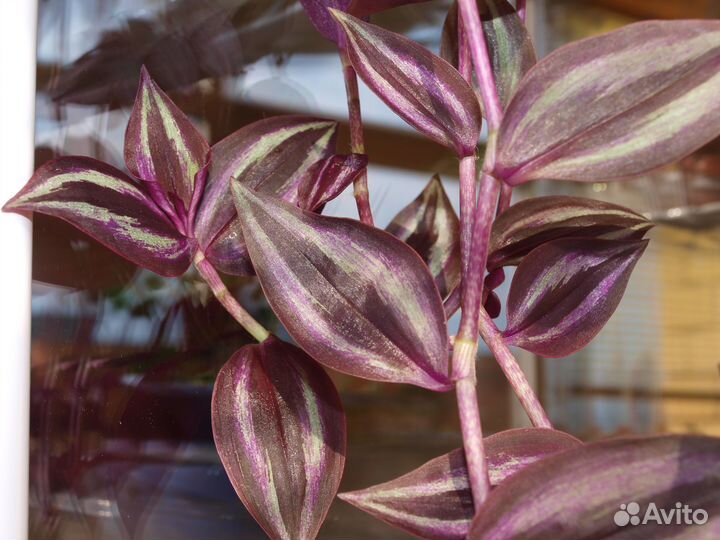 Растения для дома