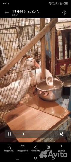 Продам гусей