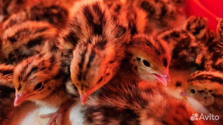 Перепелята перепела