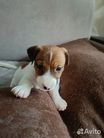 Джек Рассел терьер