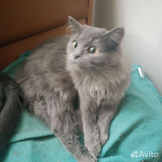 Кошки