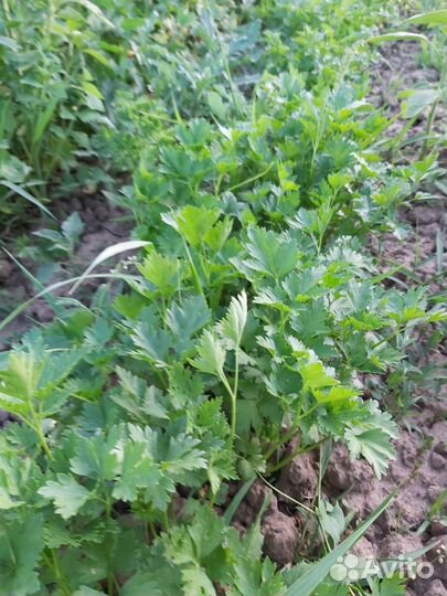 Зелень домашняя