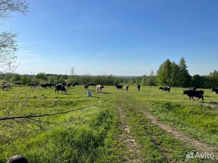 Коровы дойные и нетели