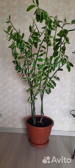 Педилантус