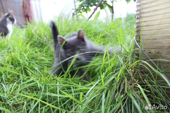 Котенок - кошка