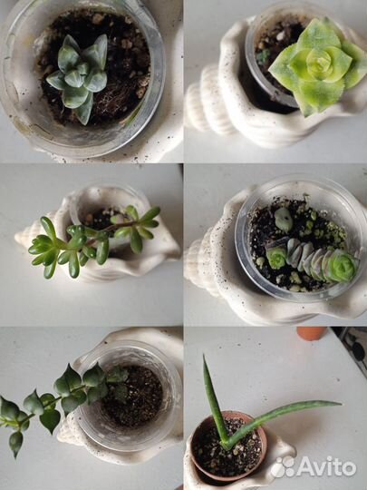 Комнатные растения(малыши)