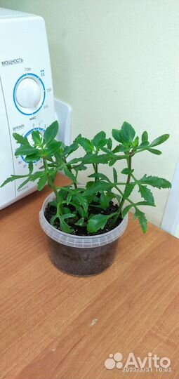 Комнатные цветы