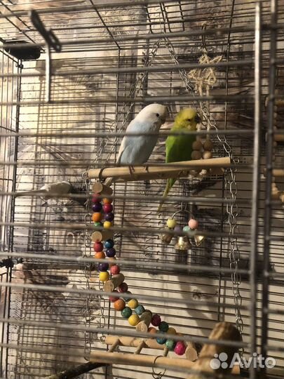 Волнистый попугай